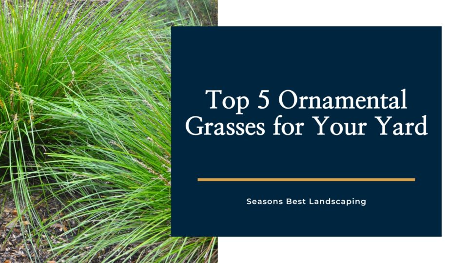 Best Ornamental Grasses Image Seasons Best Landscaping