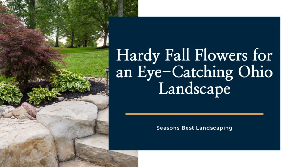 Hardy Fall Flowers - Seasons Best Landscaping