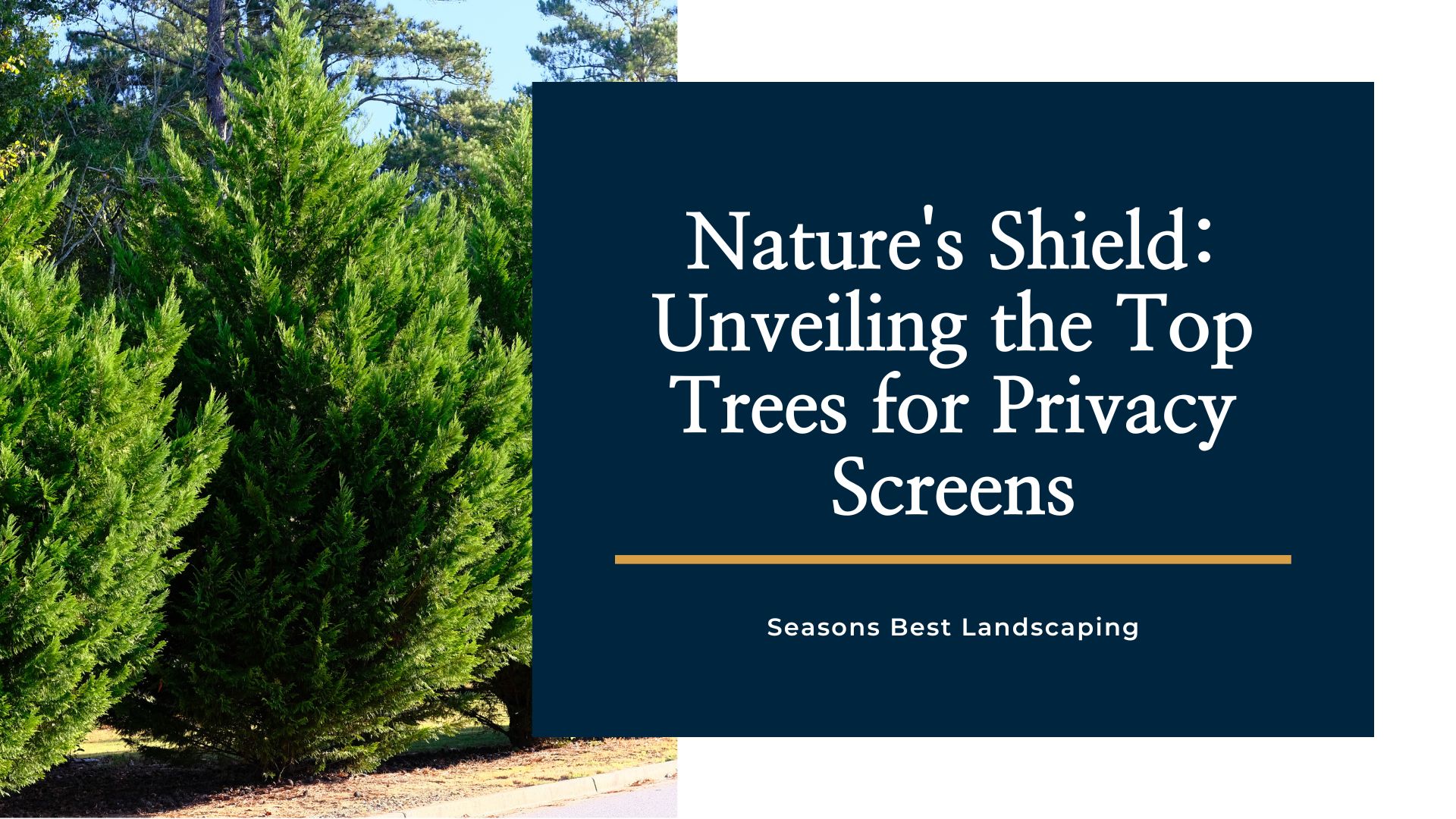 Nature's Shield Unveiling the Top Trees for Privacy Screens