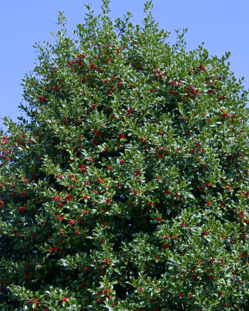 Trees for Privacy American Holly
