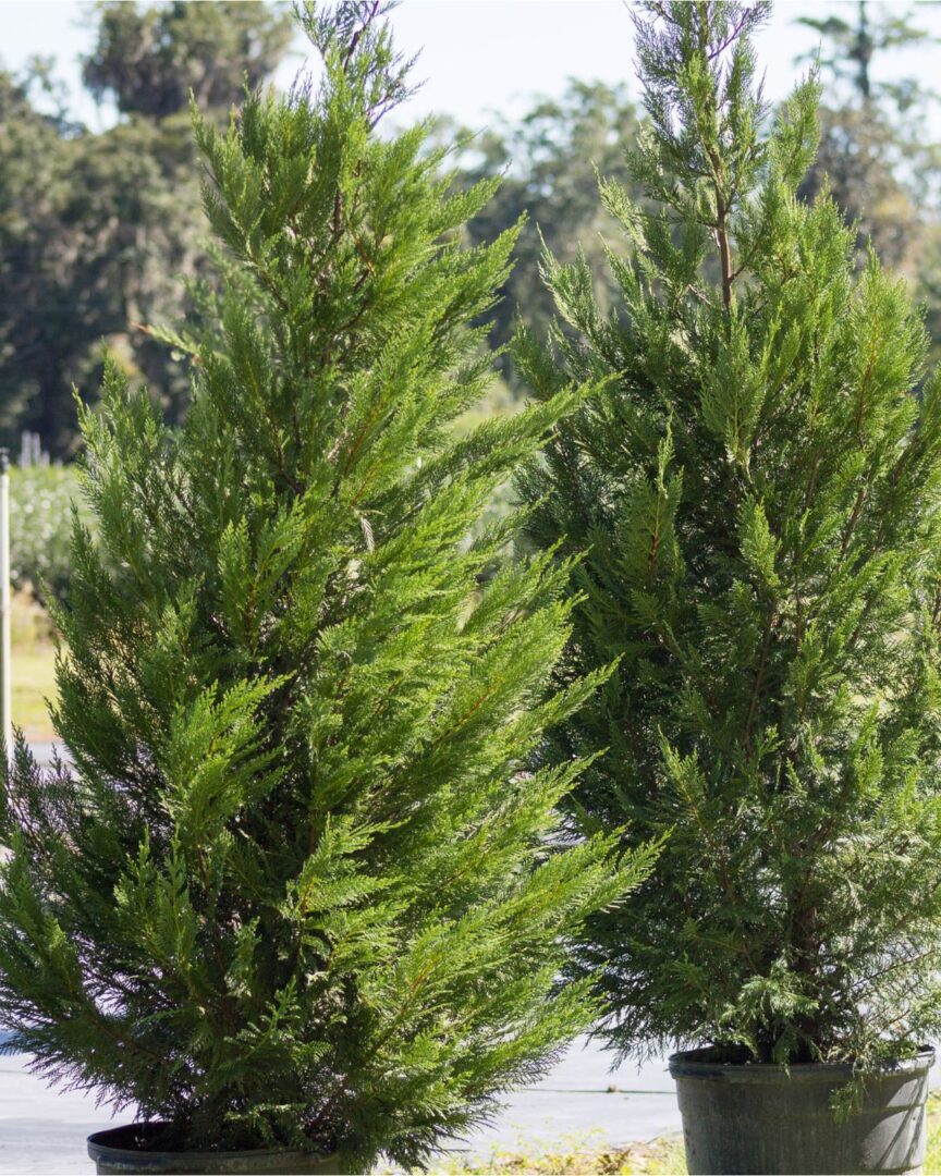 Trees for Privacy Leyland Cypress