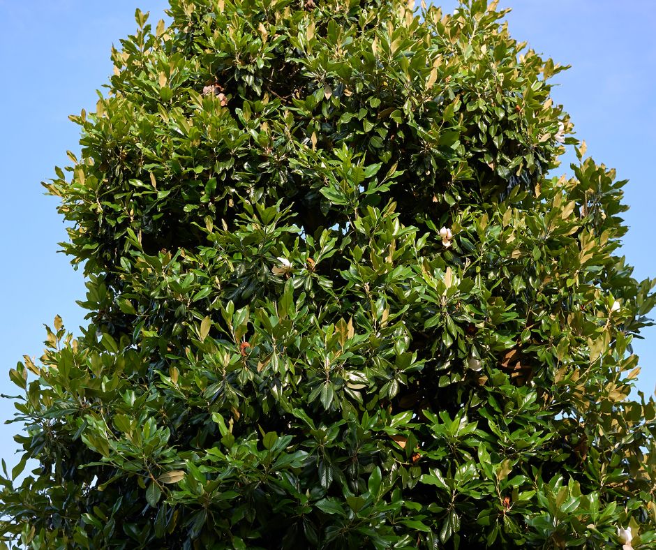 Southern Magnolia Trees