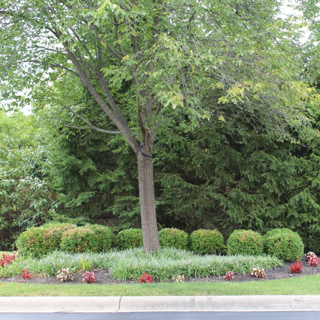 Commercial Landscape Maintenance Tree and Shrubs