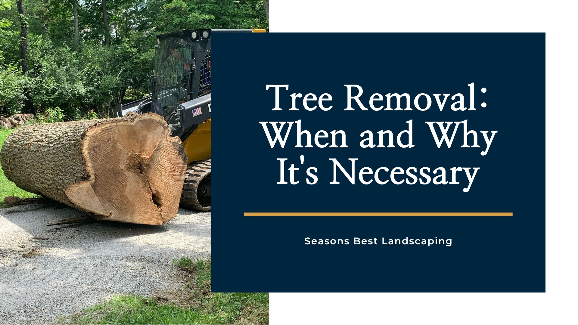 Tree Removal When and Why It's Necessary