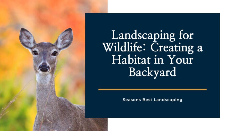 Landscaping for Wildlife Creating a Habitat in Your Backyard