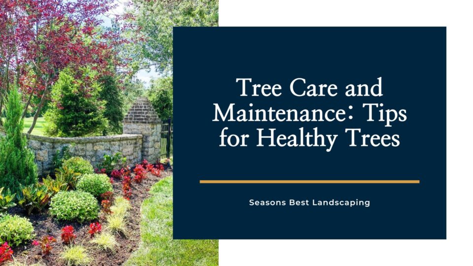 Tree Care and Maintenance Tips for Healthy Trees