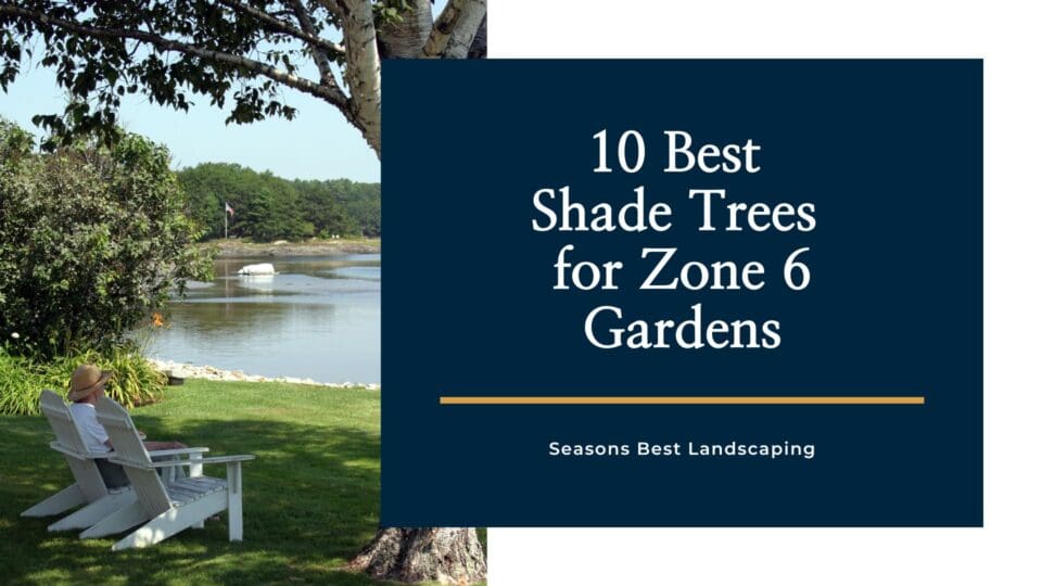 10 Best Shade Trees for Zone 6 Garden