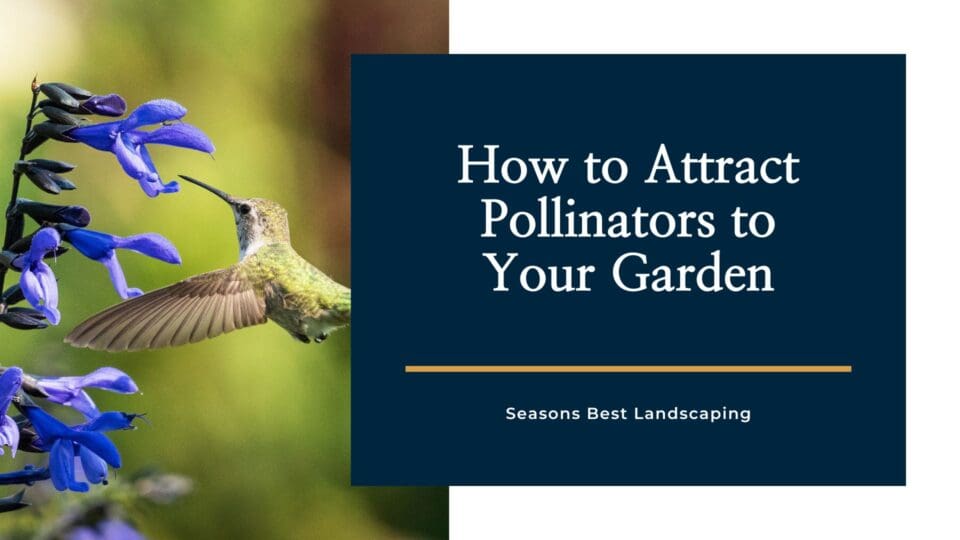 How Attracting Pollinators to Your Garden Can Benefit You