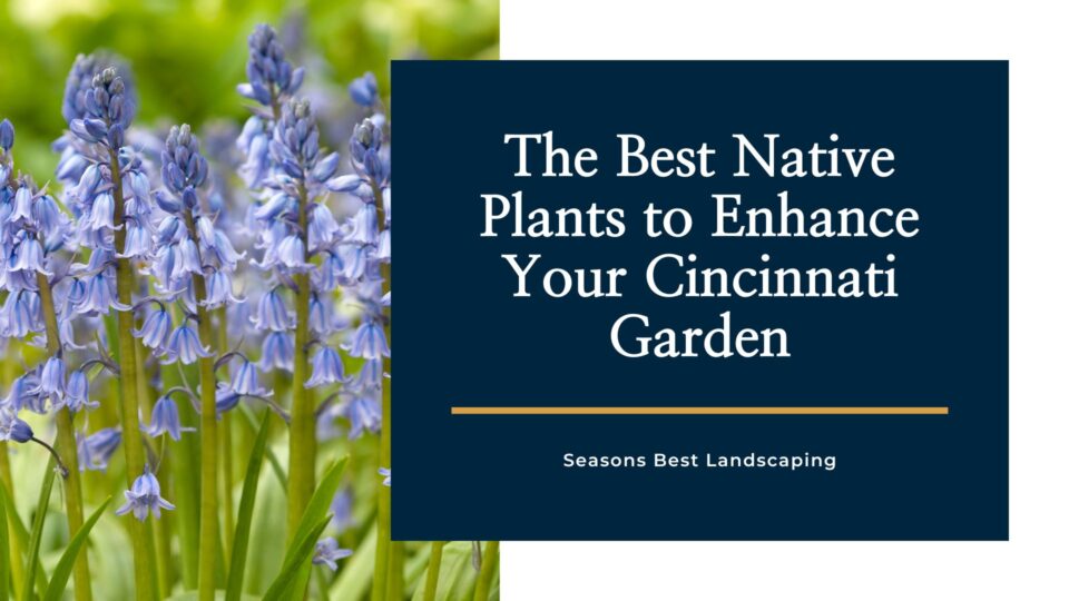 The Best Native Plants for Cincinnati Gardens - Seasons Best Landscaping
