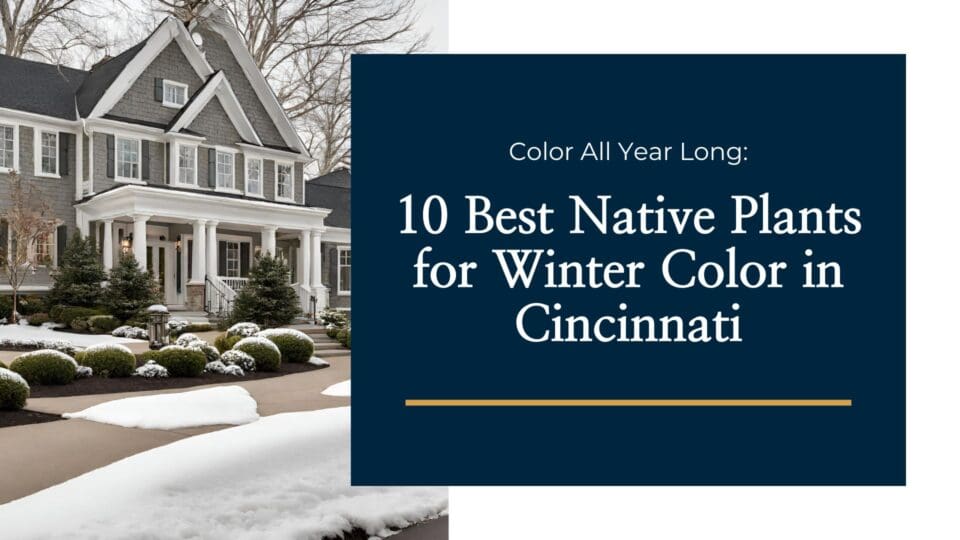 10 Best Native Plants for Winter Color in Cincinnati