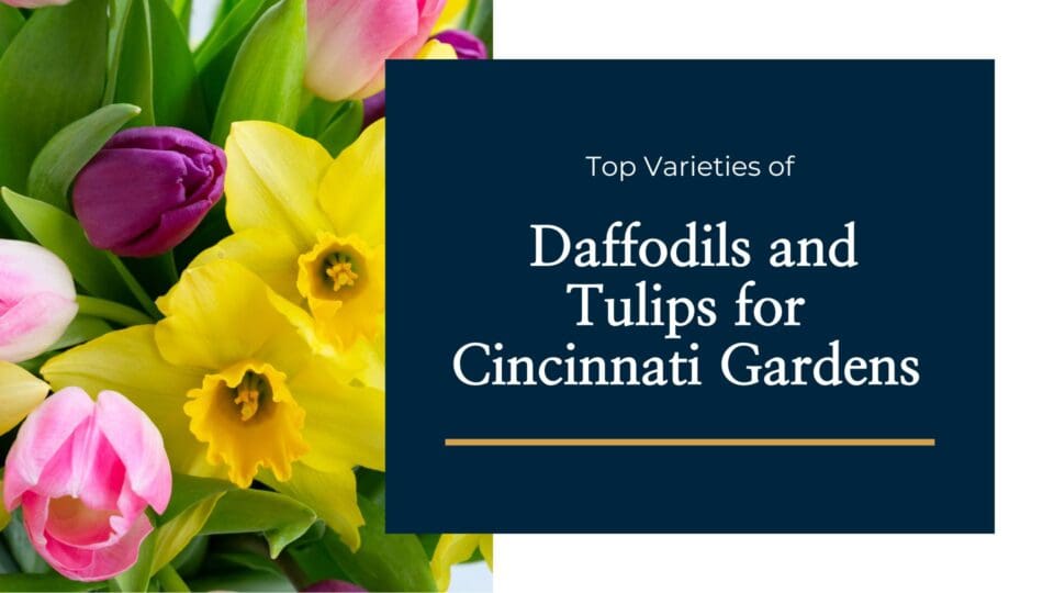 Best Varieties of Daffodils and Tulips for Cincinnati Gardens