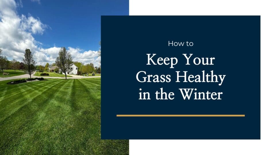 How to Keep Your Grass Healthy in Winter in Cincinnati